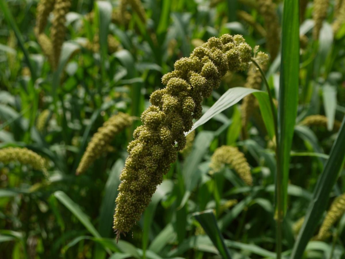 Germplasm of Rajasthan’s minor millets conserved in gene bank as